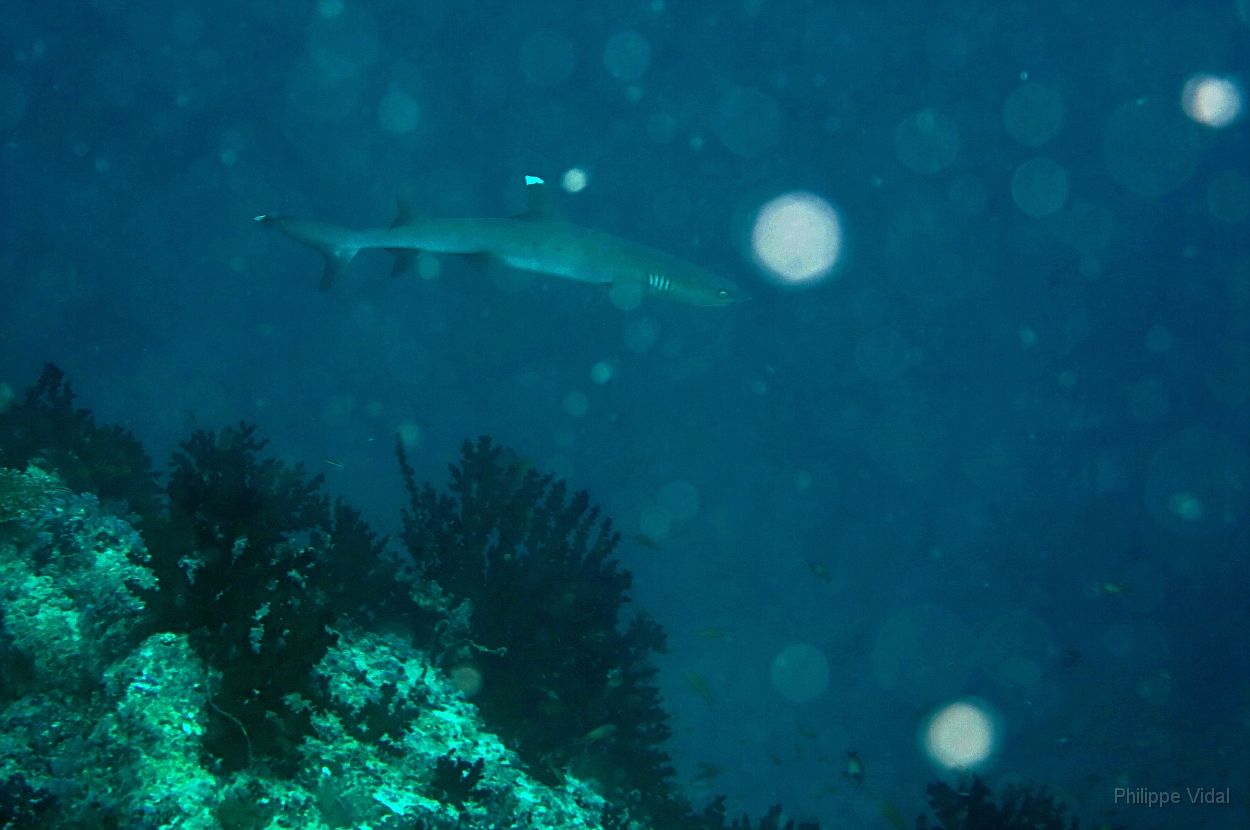 Velidhu - 2013_03_13 - IMG_0625rf_Requin corail ou aileron blanc du lagon - Triaenodon obesus_Nika point_Plongee.jpg